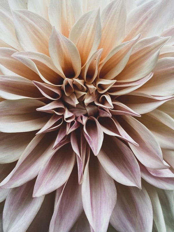 Welche sind die besten pflanzlichen Milchalternativen für Laktoseintolerante?